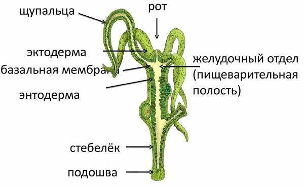 Кракен 18ат